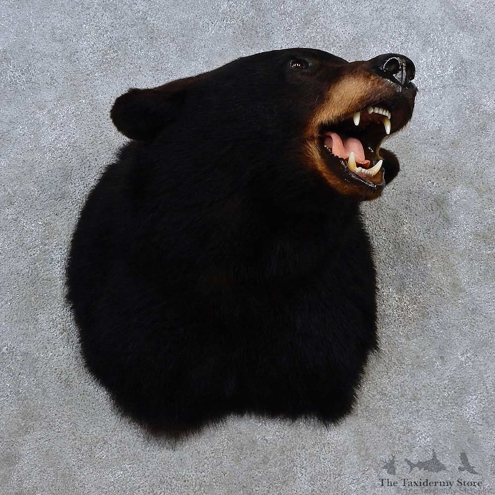 Black Bear Shoulder Mount For Sale #15630 @ The Taxidermy Store