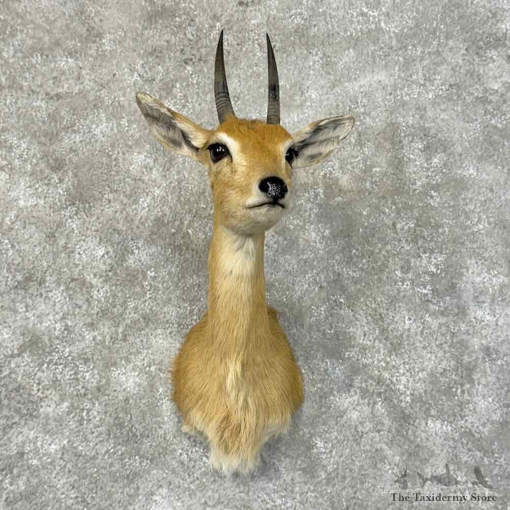Central Oribi Shoulder Mount For Sale #31306 @ The Taxidermy Store