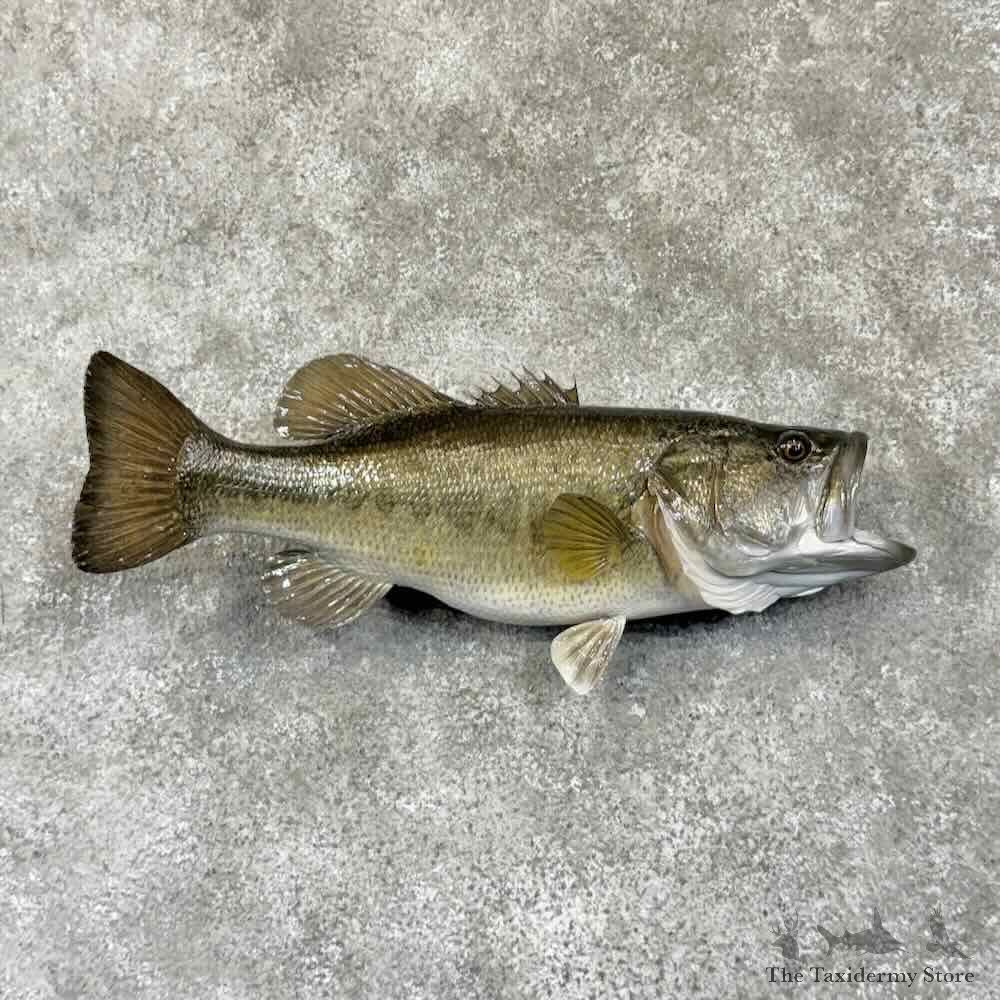 Largemouth Bass Fish Mount For Sale #30737 @ The Taxidermy Store