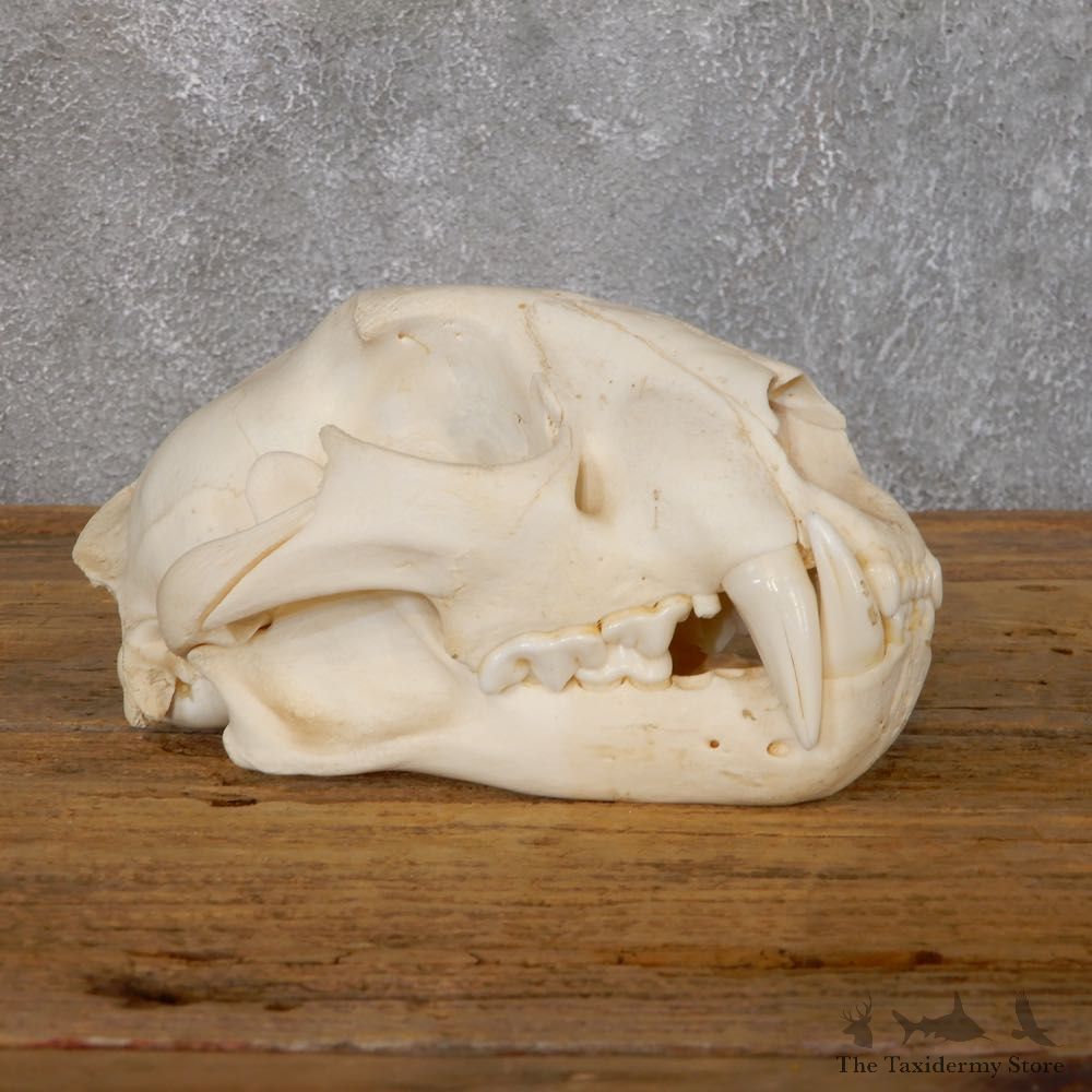 Mountain Lion Cougar Full Skull For Sale #18757 @ The Taxidermy Store