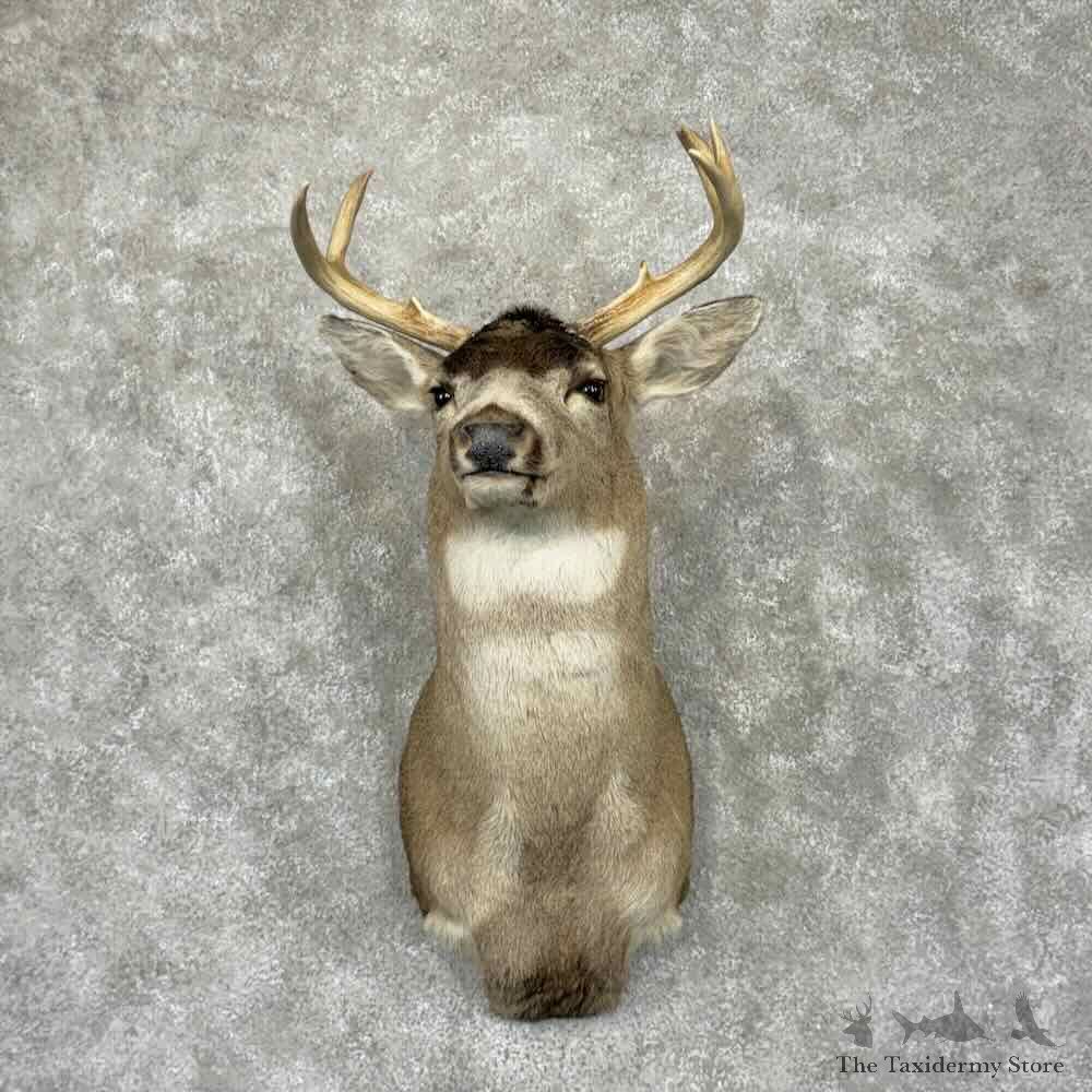 Sitka Blacktail Deer Shoulder Mount For Sale #31550 @ The Taxidermy Store