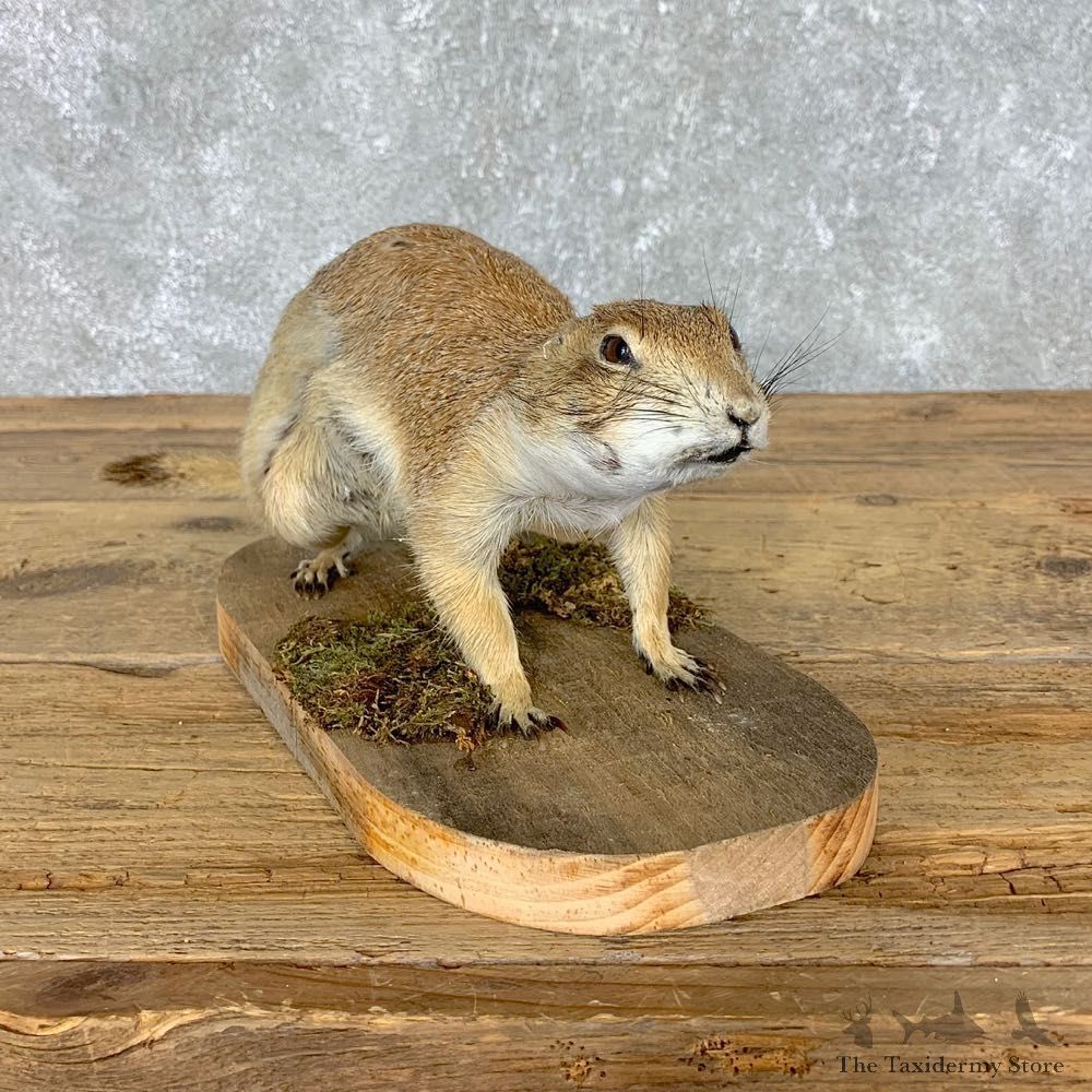 Prairie Dog Life-Size Taxidermy Mount #21492 For Sale @ The Taxidermy Store