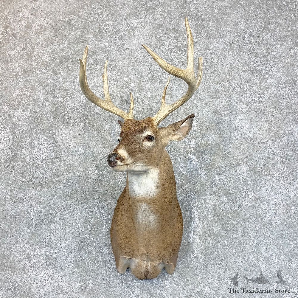 Whitetail Deer Shoulder Mount #23811 For Sale - The Taxidermy Store