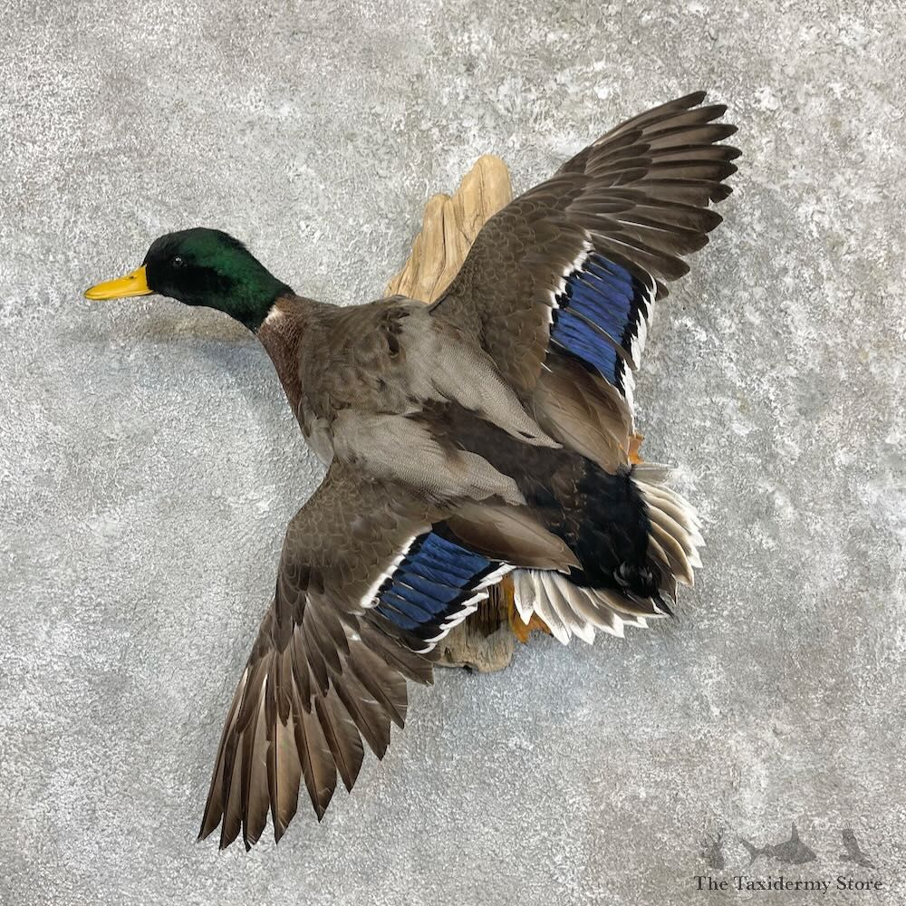 Mallard Duck Drake Mount For Sale #27228 @ The Taxidermy Store