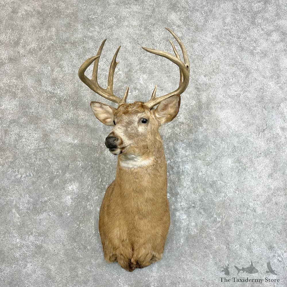 Whitetail Deer Shoulder Mount For Sale #27777 - The Taxidermy Store