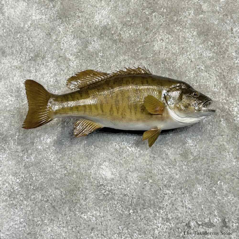 Smallmouth Bass Fish Mount For Sale #31065 @ The Taxidermy Store