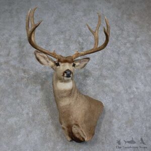 Mule Deer Shoulder Mount For Sale #15746 @ The Taxidermy Store