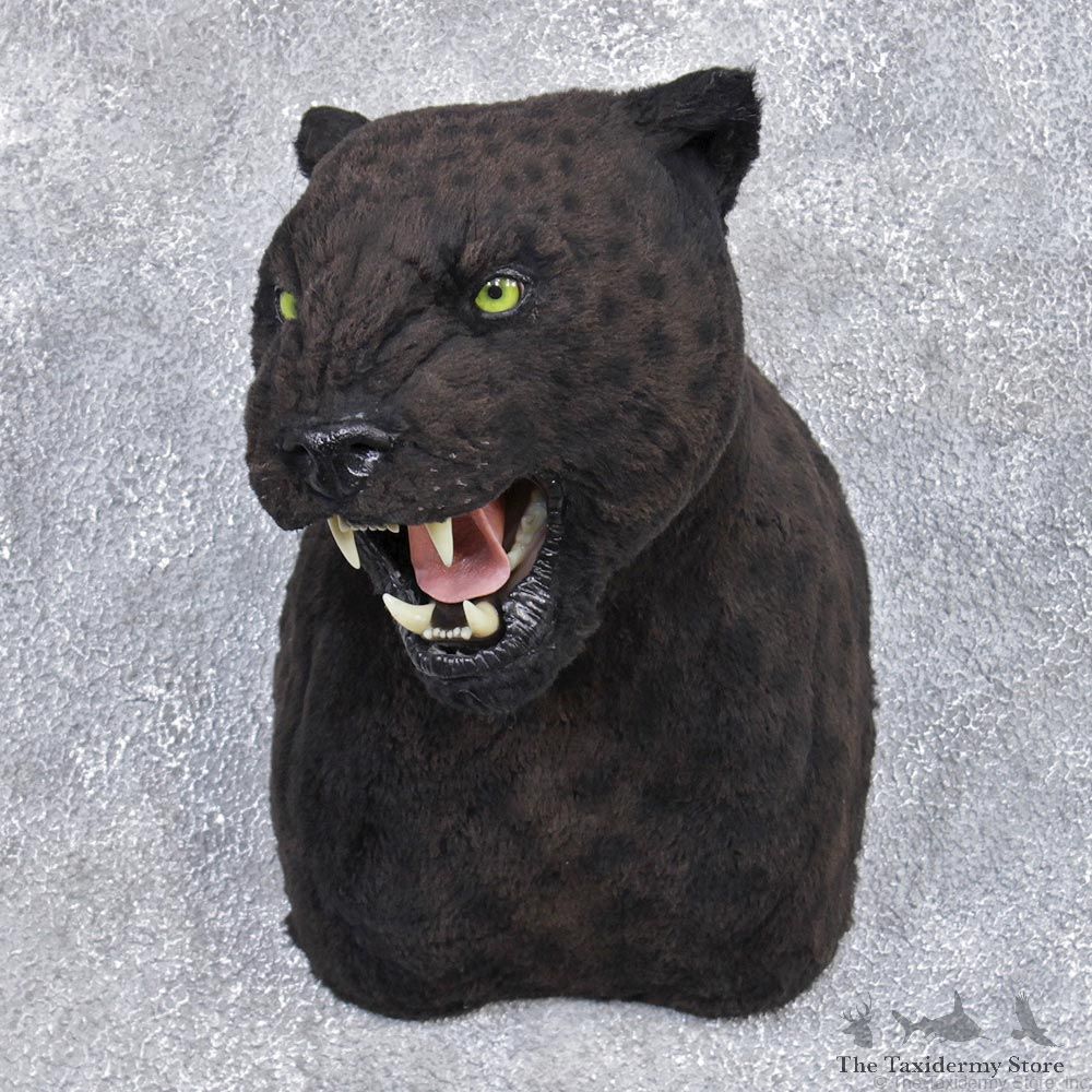 Reproduction Black Leopard Taxidermy Faux Mount #12454 For Sale @ The Taxidermy Store