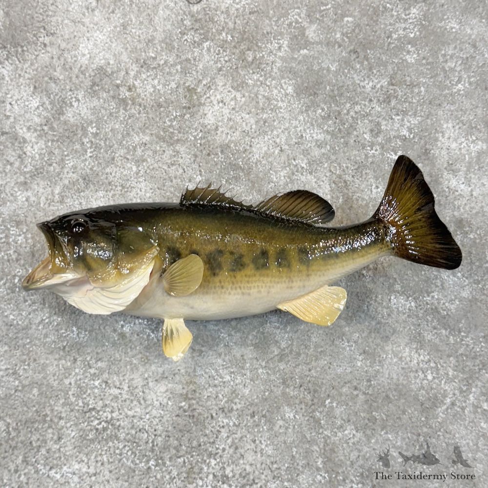 Largemouth Bass Fish Mount For Sale #29930 @ The Taxidermy Store