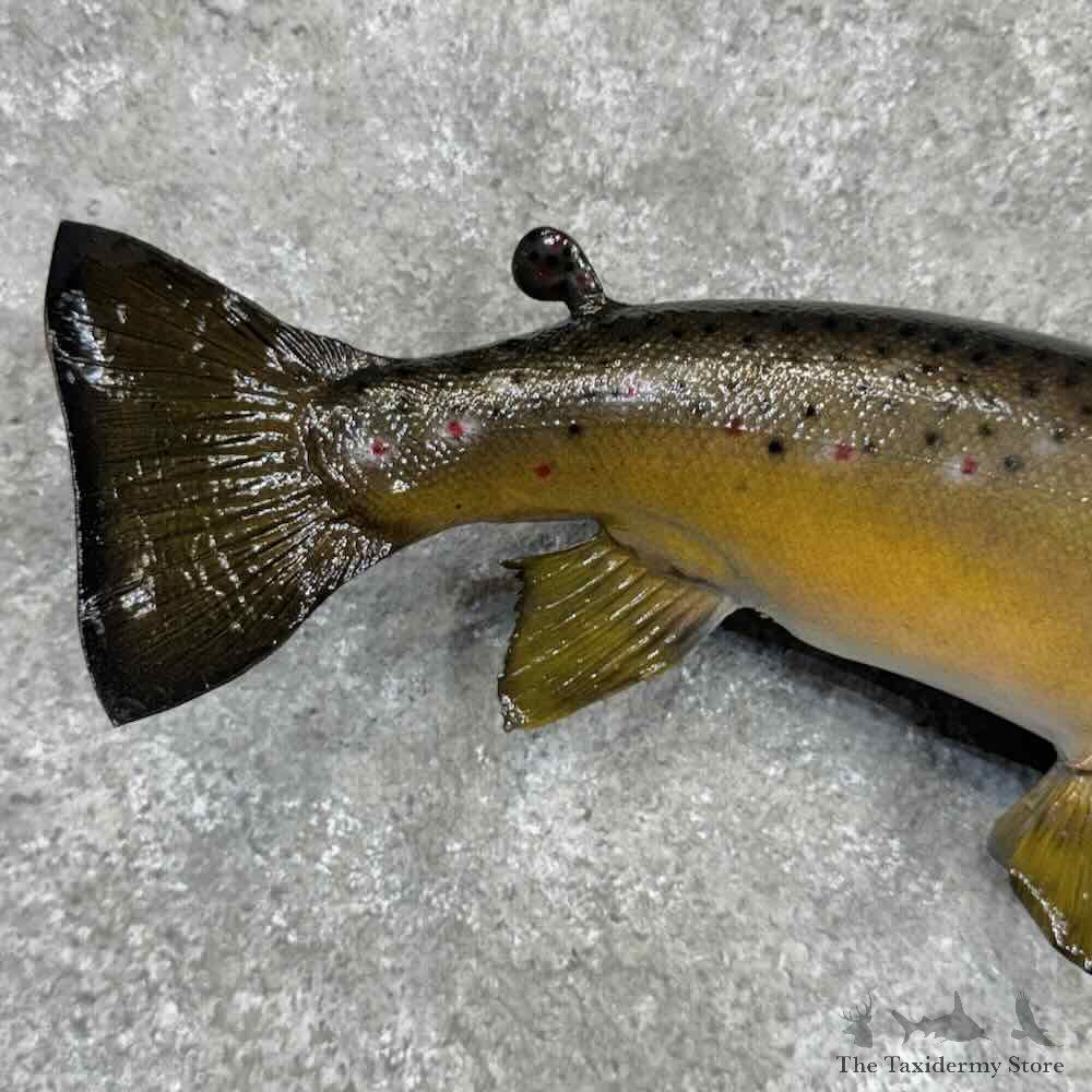 Brown Trout Fish Mount For Sale #32096 @ The Taxidermy Store