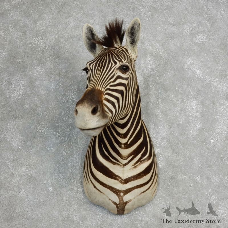 African Zebra Shoulder Mount For Sale #17761 @ The Taxidermy Store