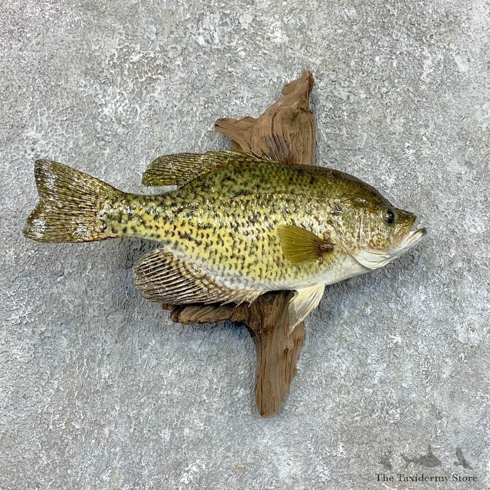 Black Crappie Taxidermy Fish Mount #23606 For Sale @ The Taxidermy Store