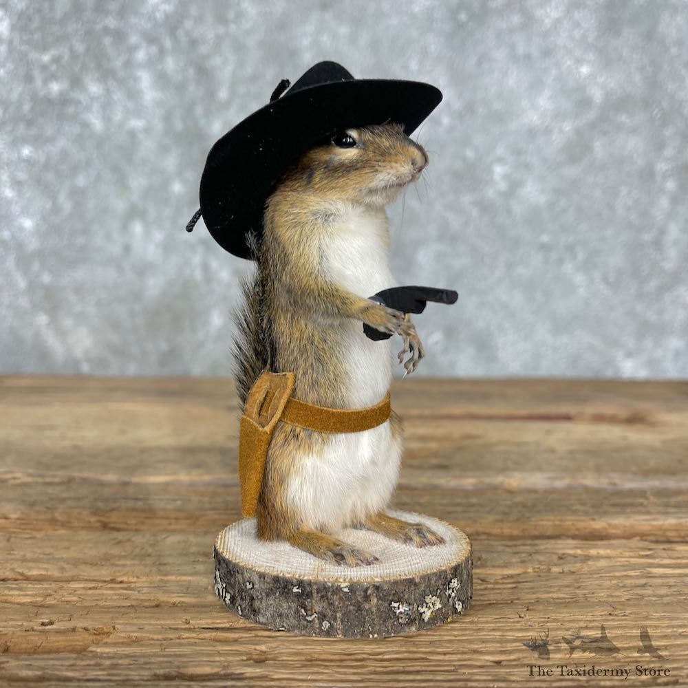 Cowboy Chipmunk Novelty Mount For Sale #25523 @ The Taxidermy Store