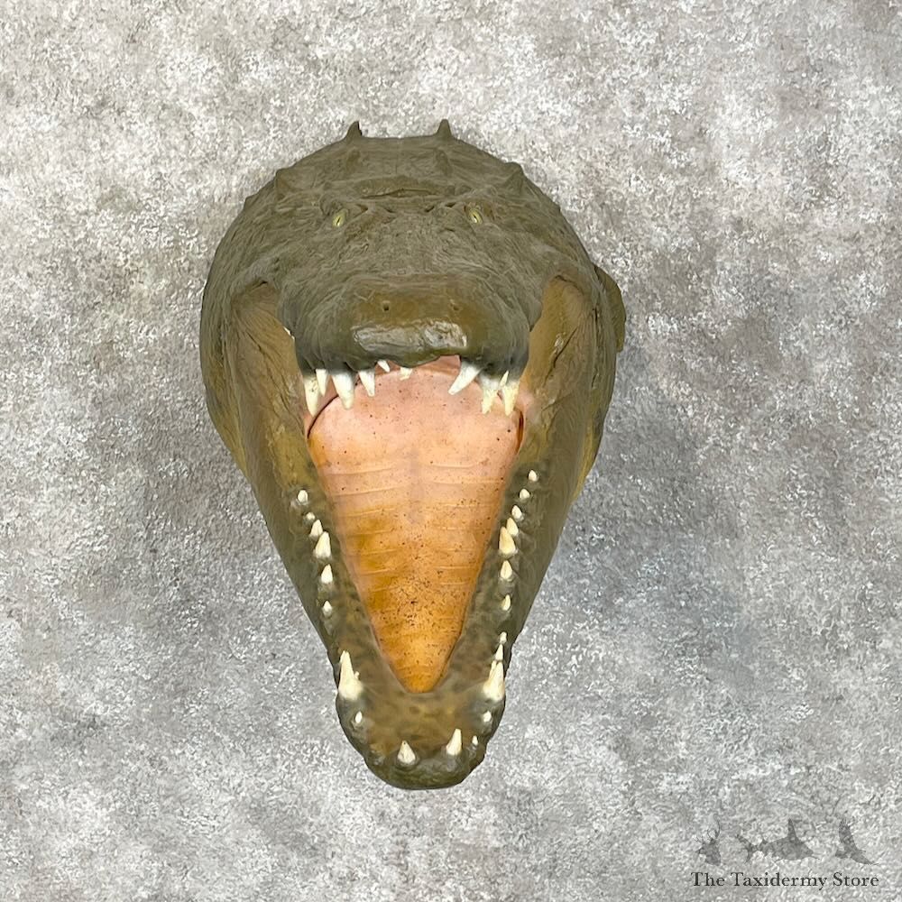 Reproduction Crocodile Shoulder Mount For Sale #28511 @ The Taxidermy Store