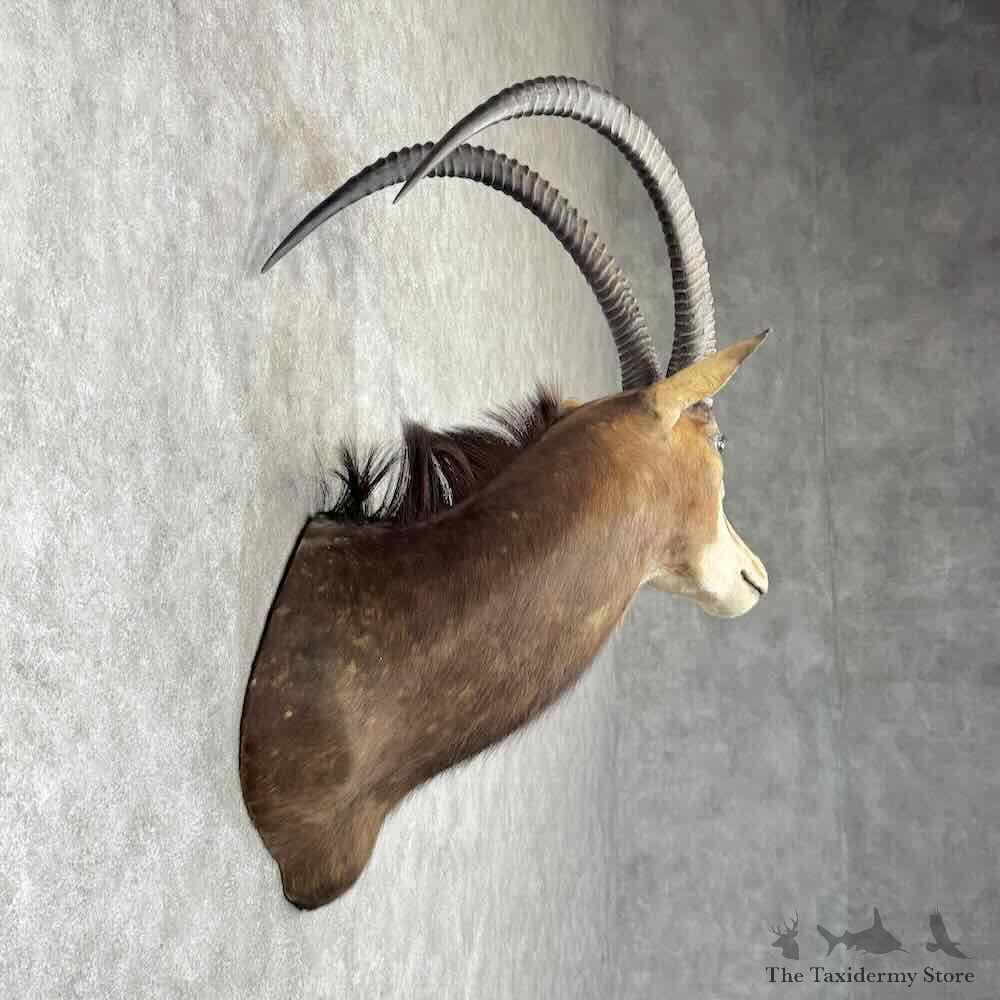 African Sable Antelope Shoulder Mount For Sale #30379 @ The Taxidermy Store