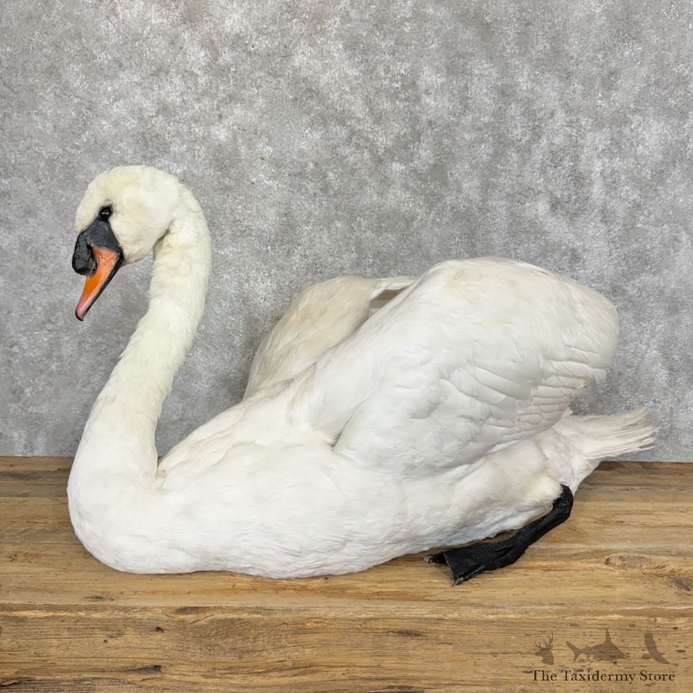 Mute Swan Life-Size Bird Mount For Sale #29364 @ The Taxidermy Store
