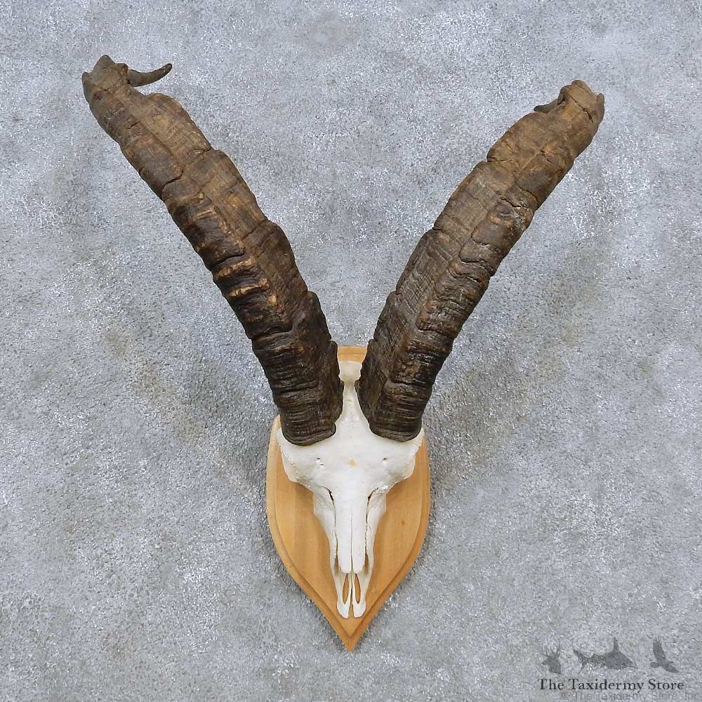 Gredos Ibex Skull Horn European Taxidermy Mount For Sale #14490 @ The Taxidermy Store