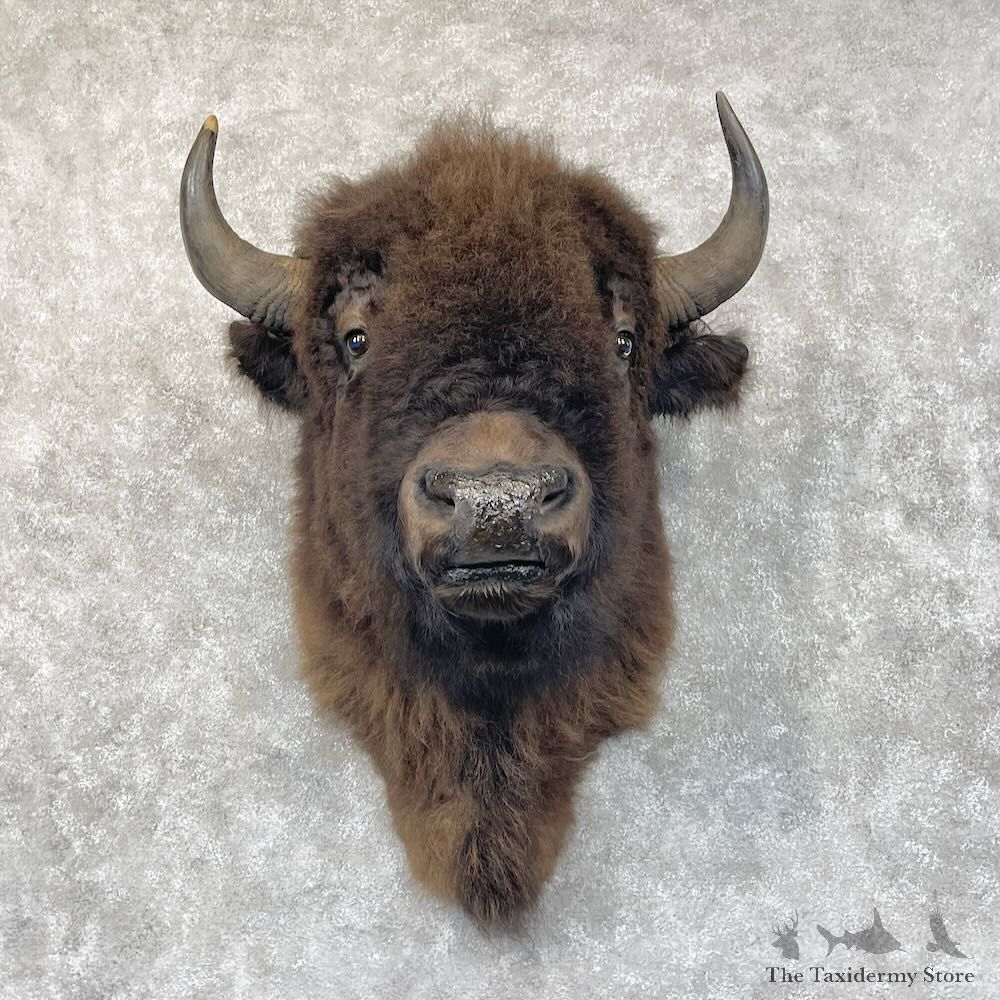 American Buffalo Shoulder Mount For Sale #28704 @ The Taxidermy Store