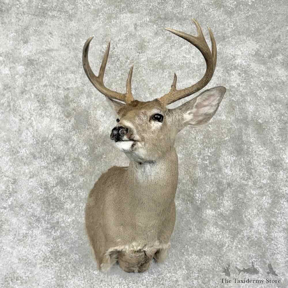 Coues Deer Shoulder Mount For Sale #31777 @ The Taxidermy Store