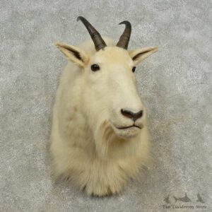 Mountain Goat Shoulder Mount For Sale #16679 @ The Taxidermy Store