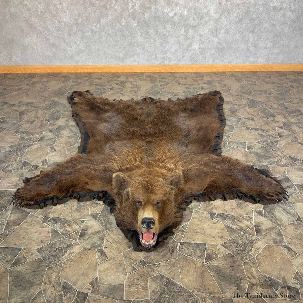 Grizzly Bear Taxidermy Rug Mount For Sale #22692 @ The Taxidermy Store