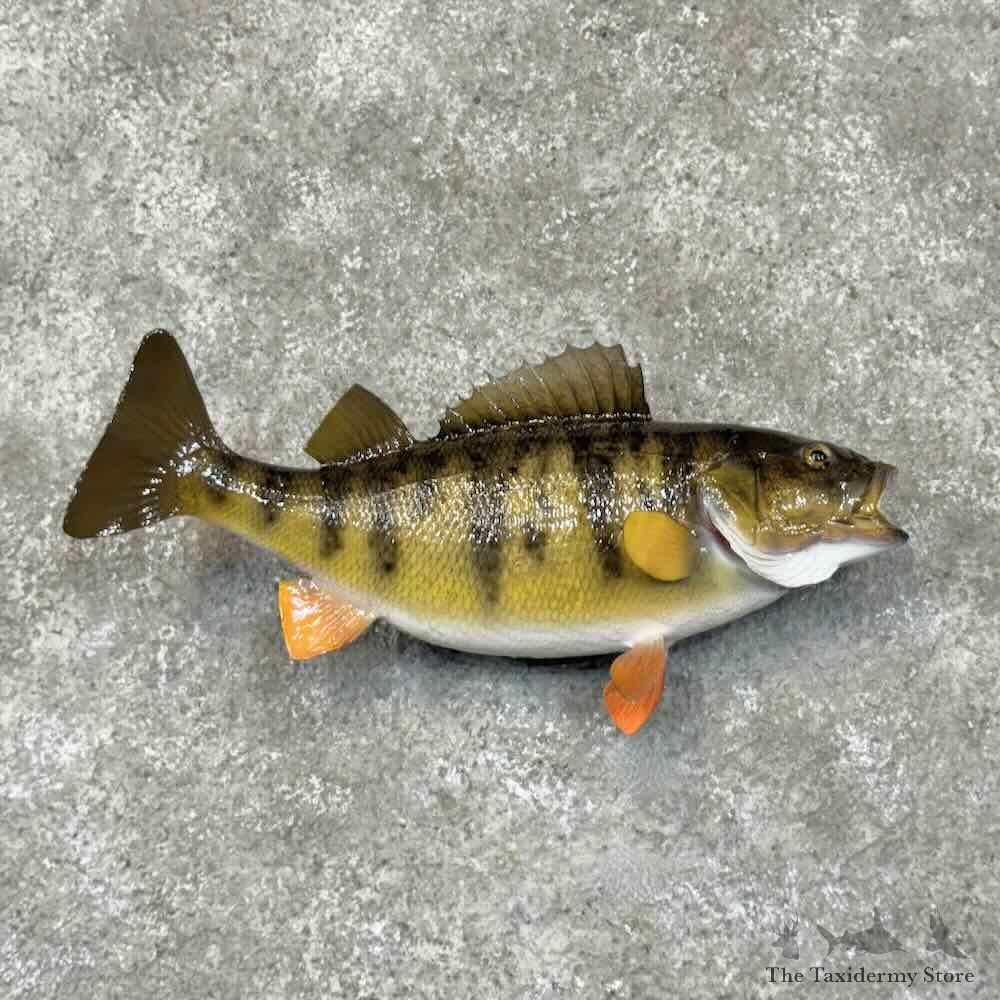 Yellow Perch Fish Mount For Sale #30517 @ The Taxidermy Store