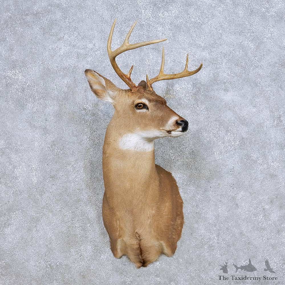 Whitetail Deer Taxidermy Shoulder Mount For Sale #14078 @ The Taxidermy Store