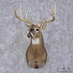 Whitetail Deer Shoulder Taxidermy Head Mount #12492 For Sale @ The Taxidermy Store