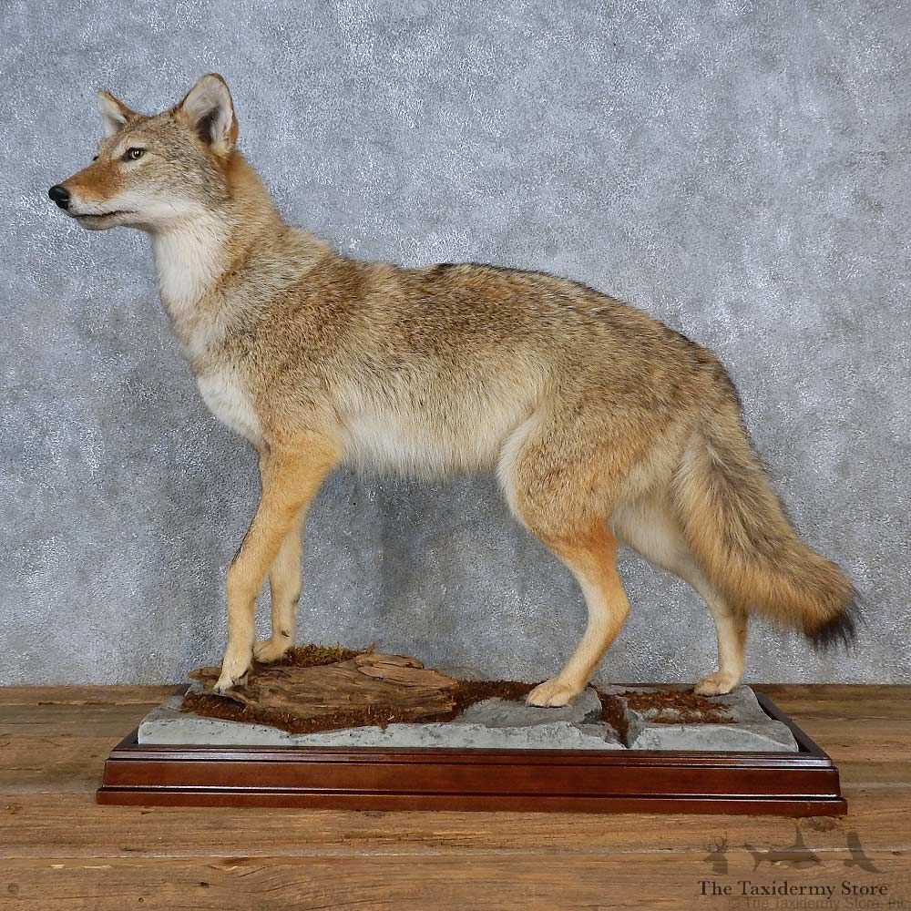 Coyote Life-Size Mount For Sale #15597 @ The Taxidermy Store