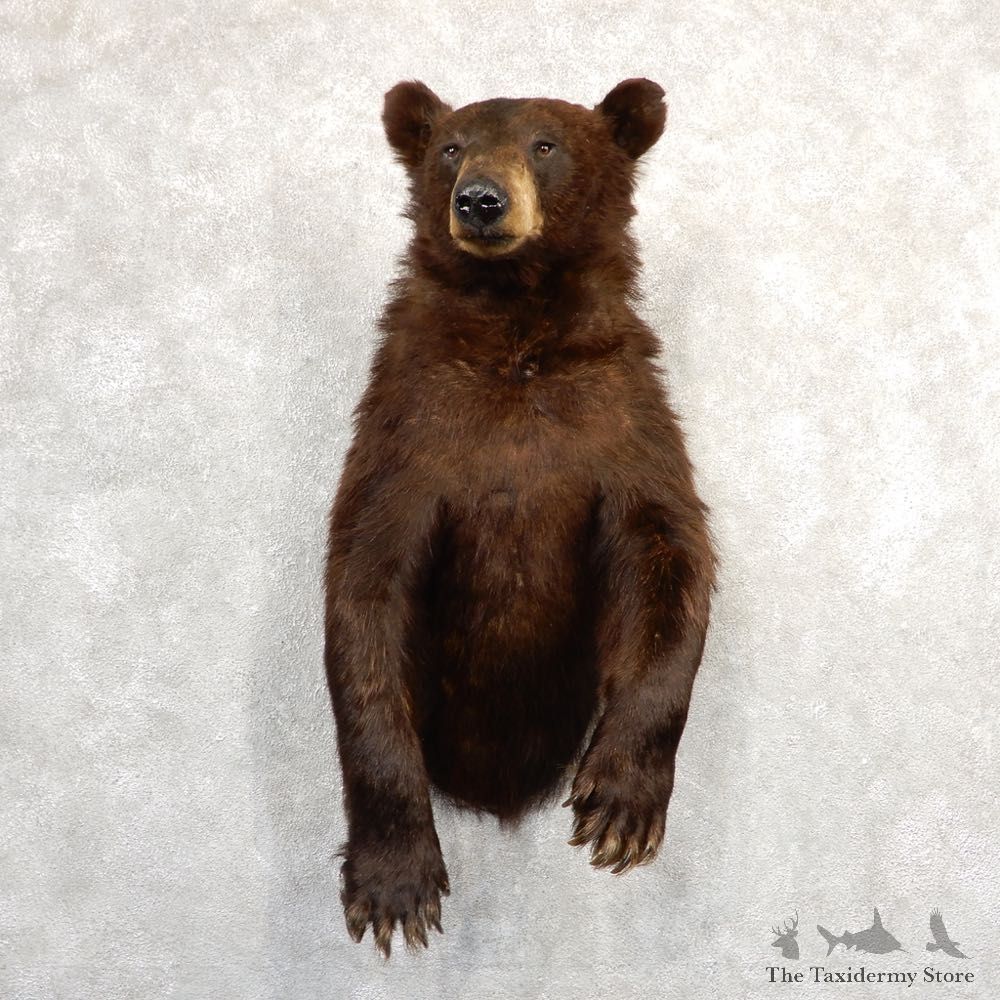 Chocolate Black Bear 1/2-Life-Size Mount For Sale #20787 @ The Taxidermy Store