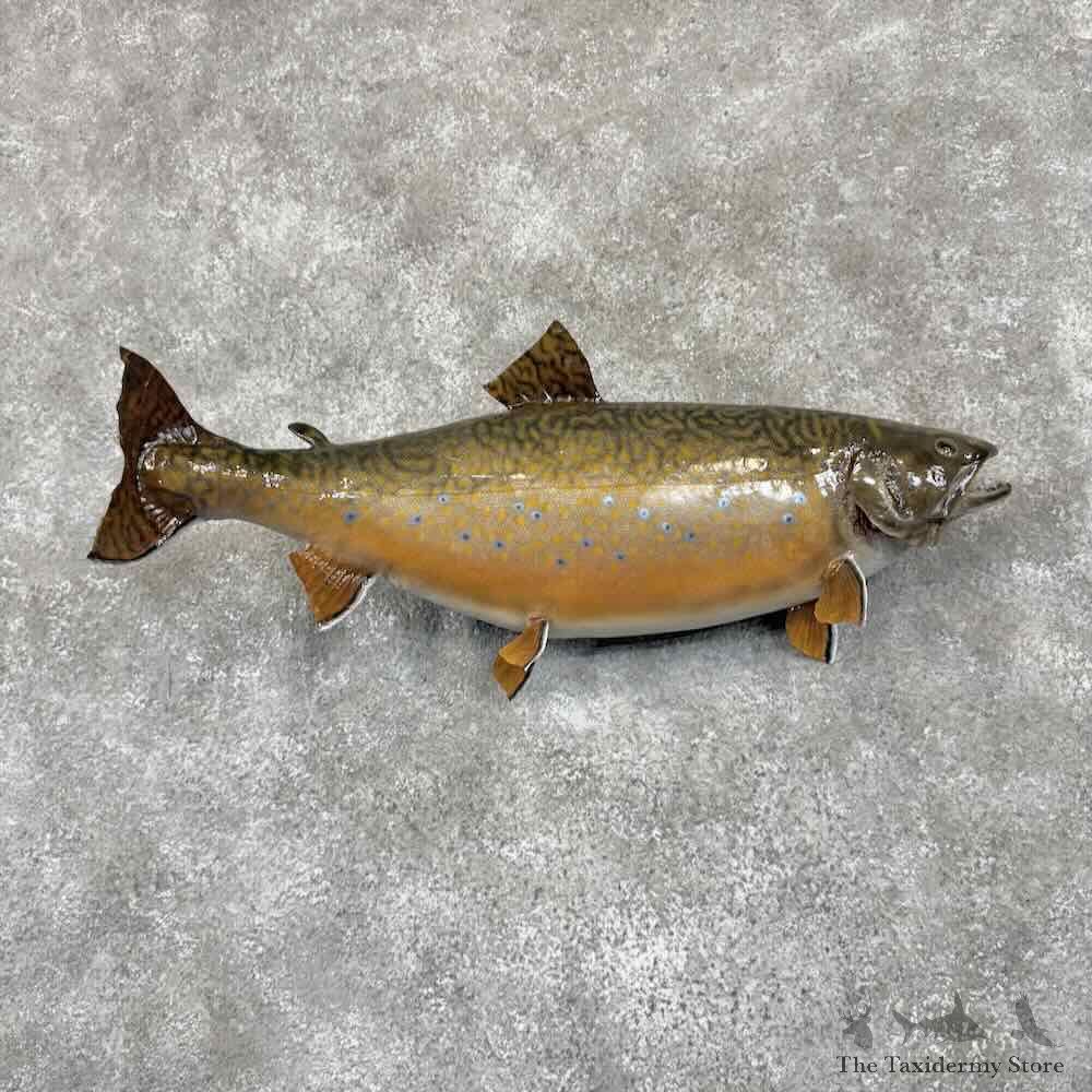 Brook Trout Fish Mount For Sale #30975 @ The Taxidermy Store