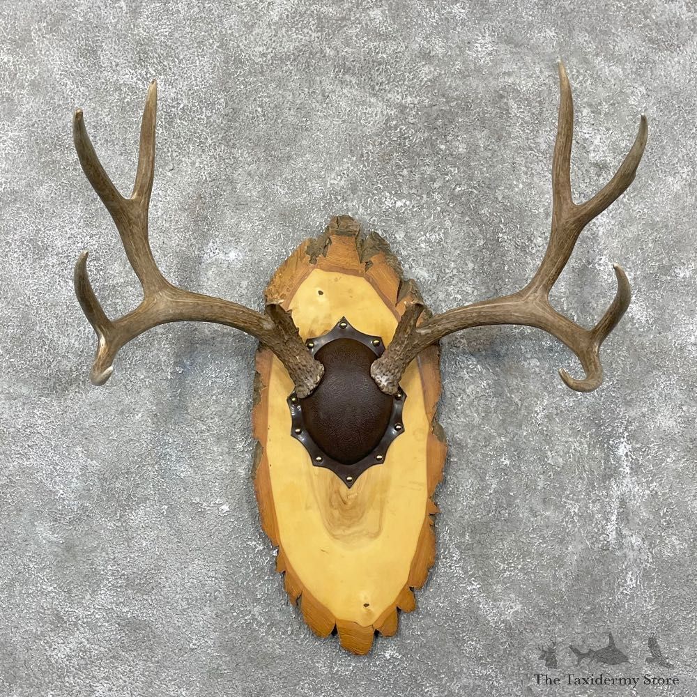 Mule Deer Taxidermy European Antler Plaque #24556 For Sale @ The Taxidermy Store
