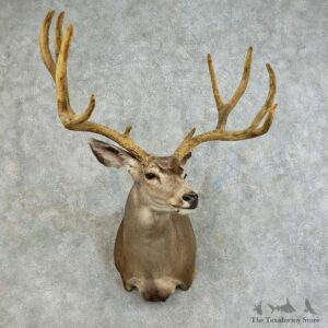 Mule Deer Shoulder Mount For Sale #16118 @ The Taxidermy Store