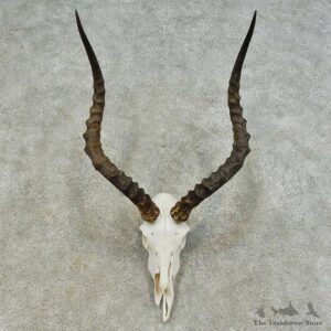 Impala Skull & Horn European Mount For Sale #16366 @ The Taxidermy Store