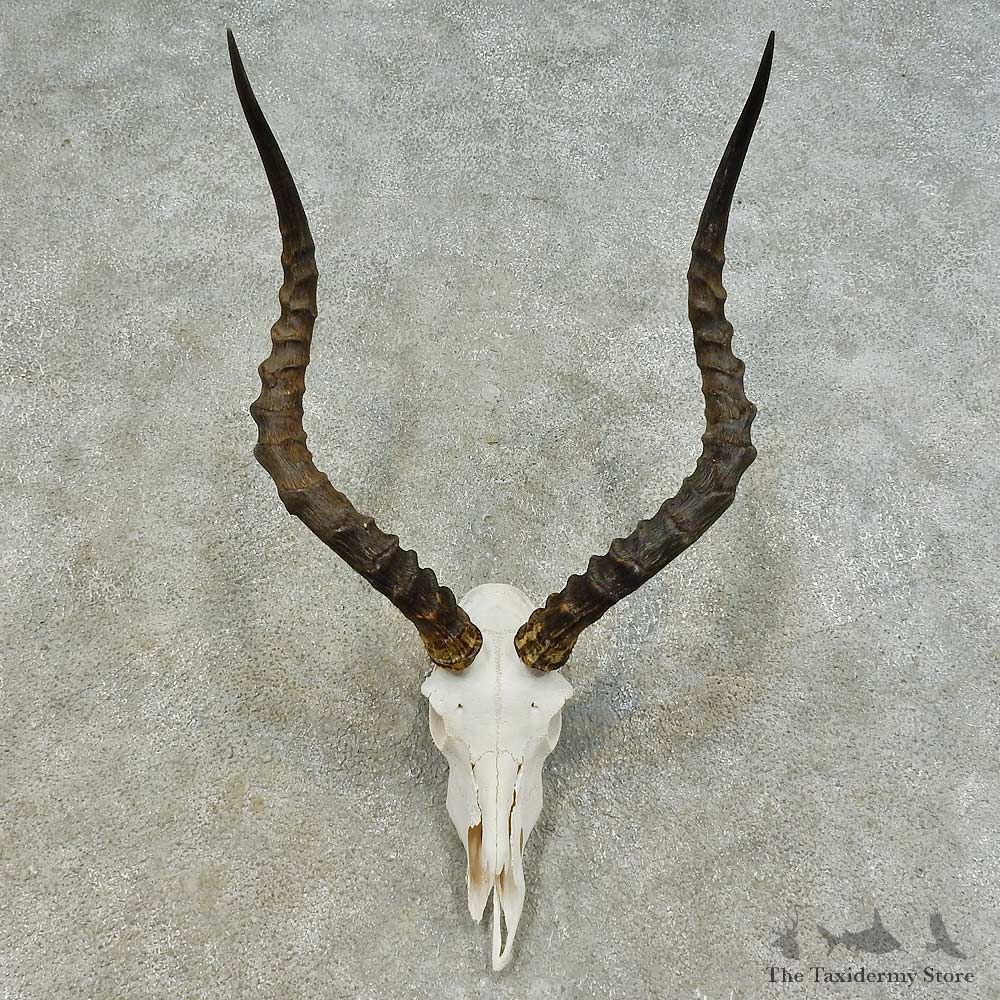 Impala Skull & Horn European Mount For Sale #16366 @ The Taxidermy Store