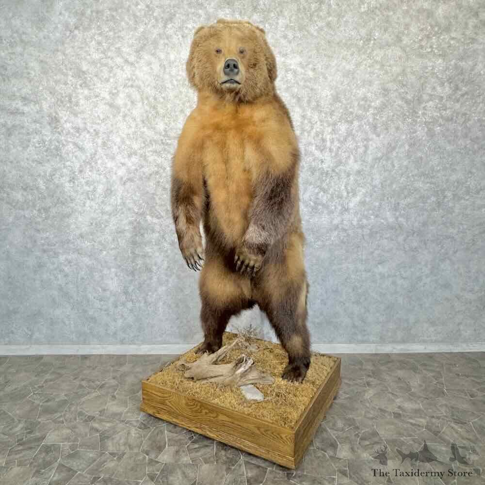 Grizzly Bear Life-Size Mount For Sale #30779 @ The Taxidermy Store