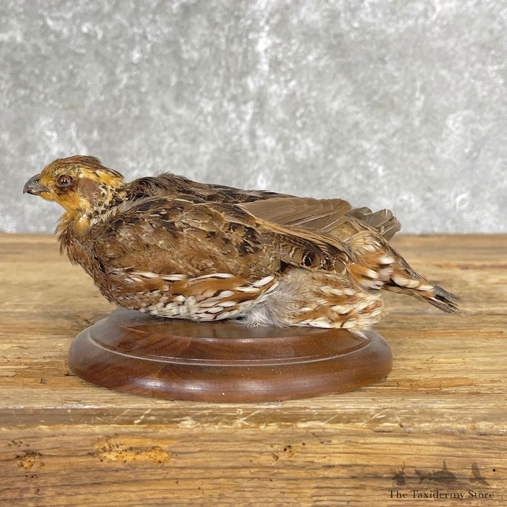 Bobwhite Quail Bird Mount For Sale #24835 @ The Taxidermy Store