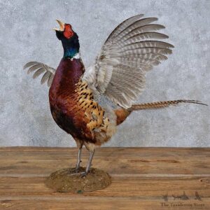 Ringneck Pheasant Life-Size Mount For Sale #15218 @ The Taxidermy Store