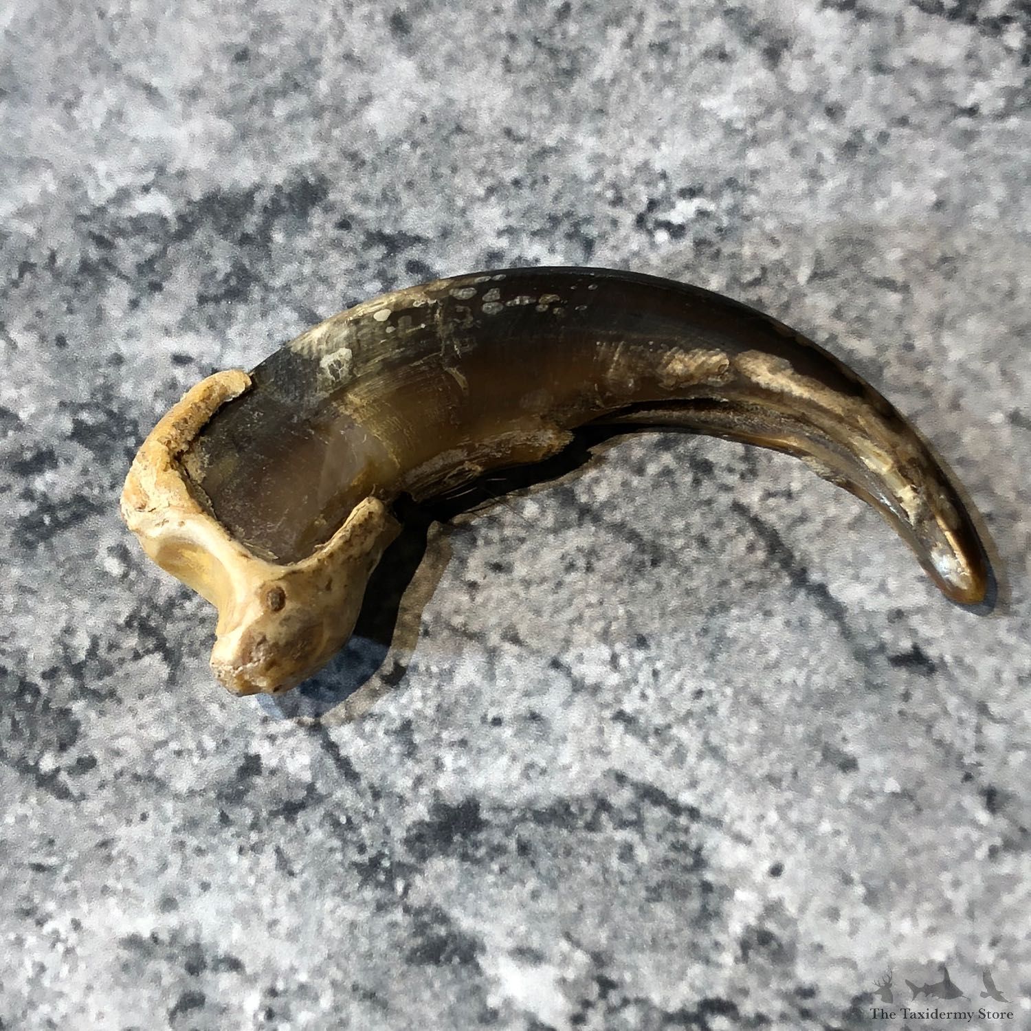 Grizzly Bear Claw For Sale #19617 @ The Taxidermy Store