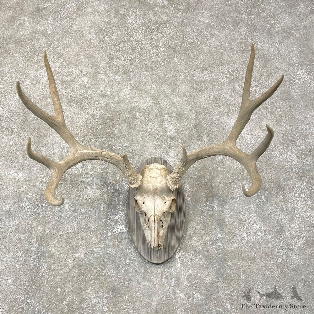 Mule Deer Taxidermy Antler Plaque Mount #24812 For Sale @ The Taxidermy Store