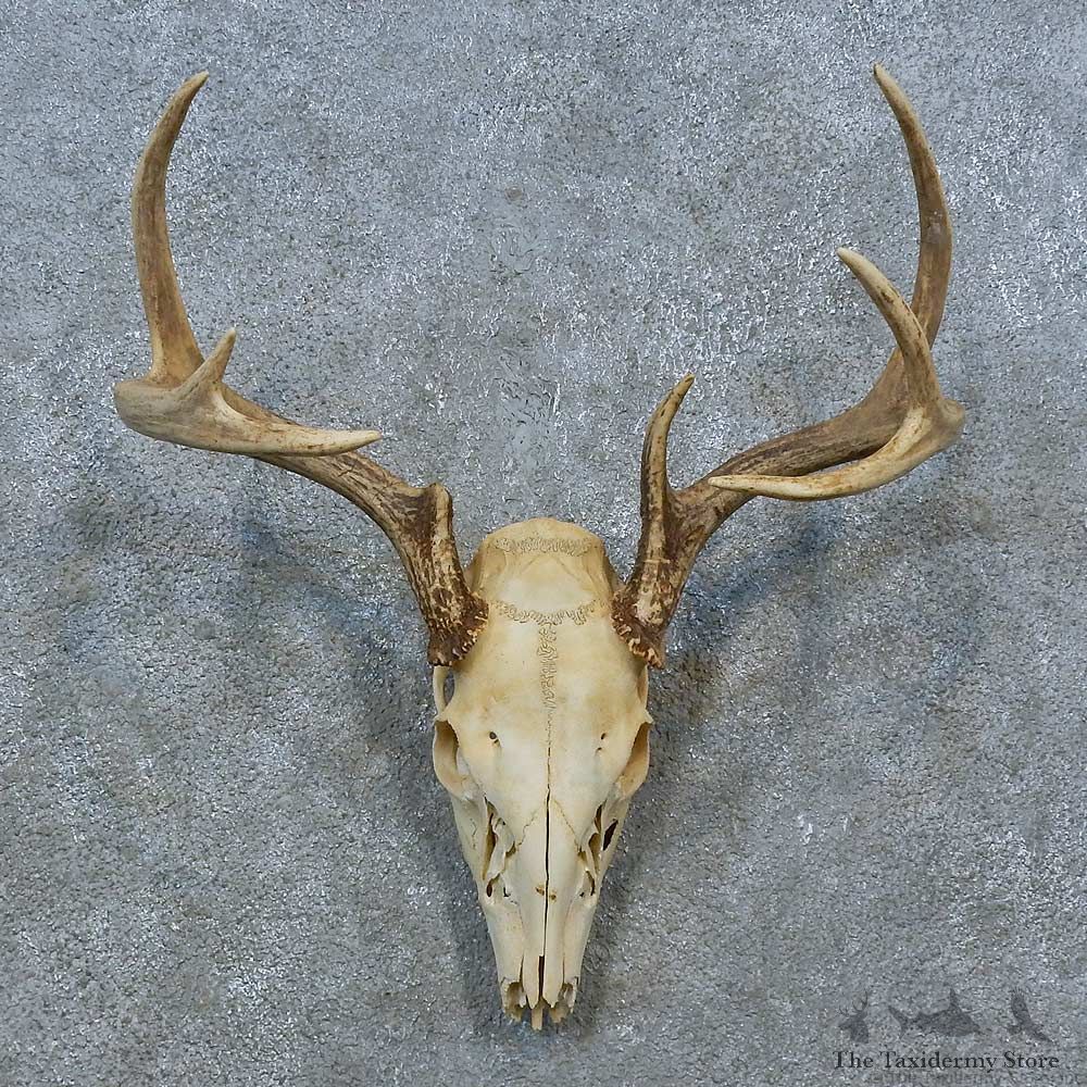 Whitetail Deer Skull Antler European Mount For Sale #15369 @ The Taxidermy Store