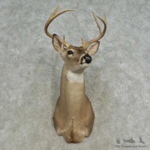 Whitetail Deer Shoulder Mount For Sale #16659 @ The Taxidermy Store