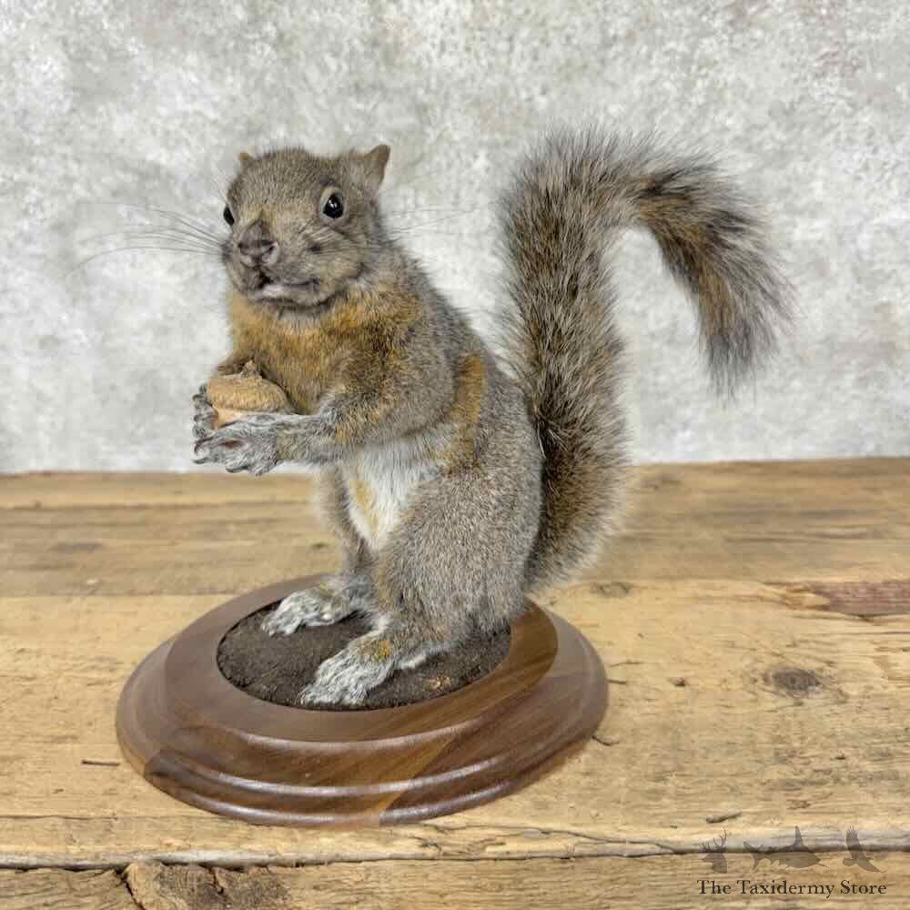 Grey Squirrel Life-Size Mount For Sale #31821 @ The Taxidermy Store