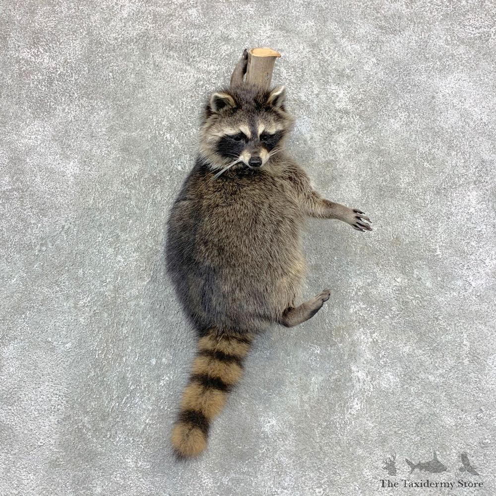 Raccoon Life-Size Mount For Sale #23389 @ The Taxidermy Store