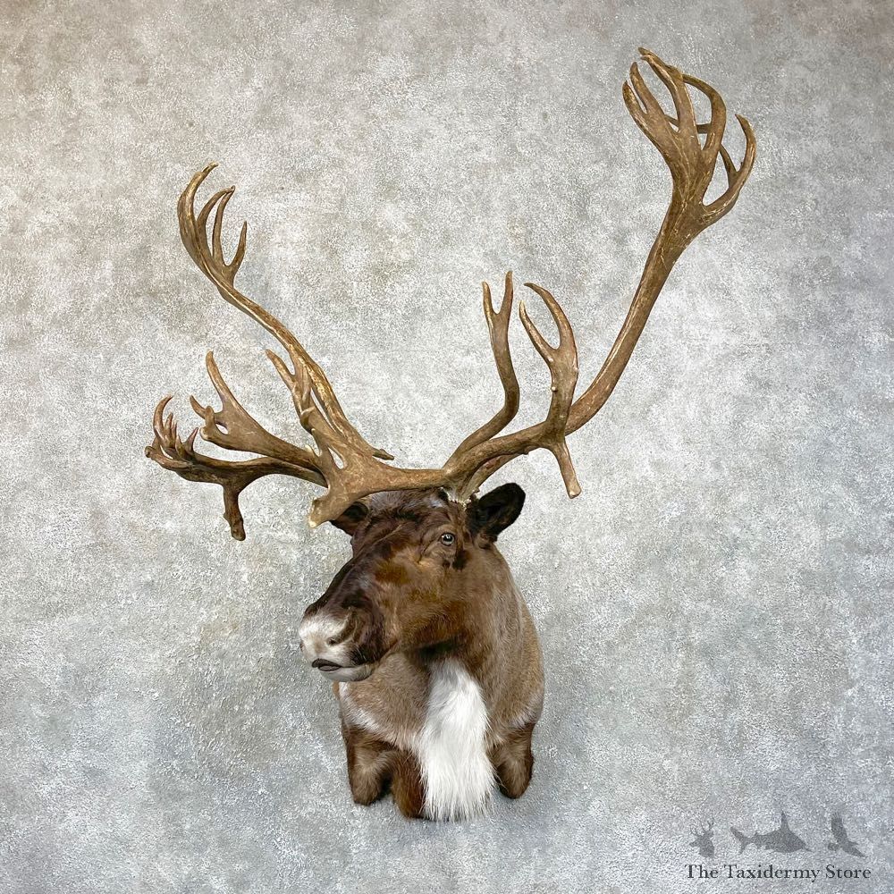 Caribou Shoulder Mount For Sale #24644 @ The Taxidermy Store