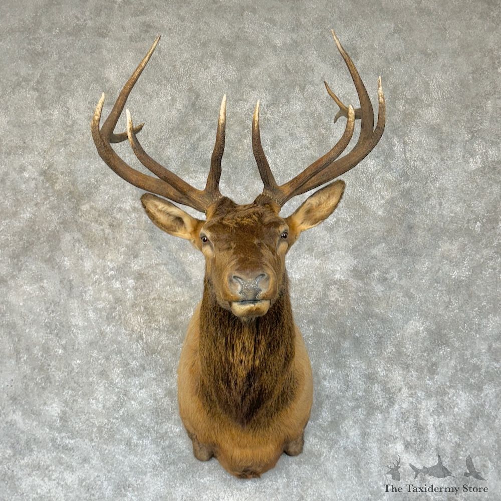 Rocky Mountain Elk Shoulder Mount For Sale #29340 @ The Taxidermy Store