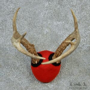 Whitetail Antlers Taxidermy Mount #12878 For Sale @ The Taxidermy Store