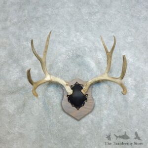 Mule Deer Taxidermy Antler Plaque #18412 For Sale @ The Taxidermy Store