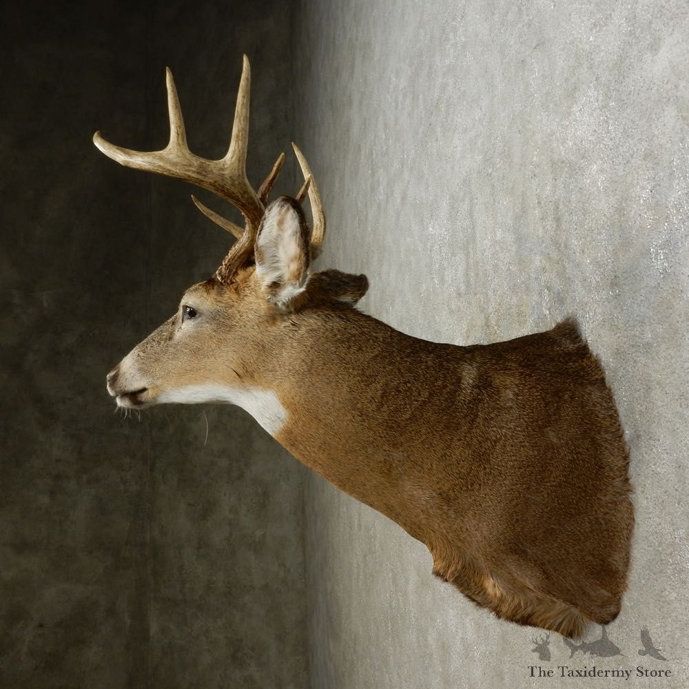 Whitetail Deer Shoulder Mount For Sale #15878 @ The Taxidermy Store