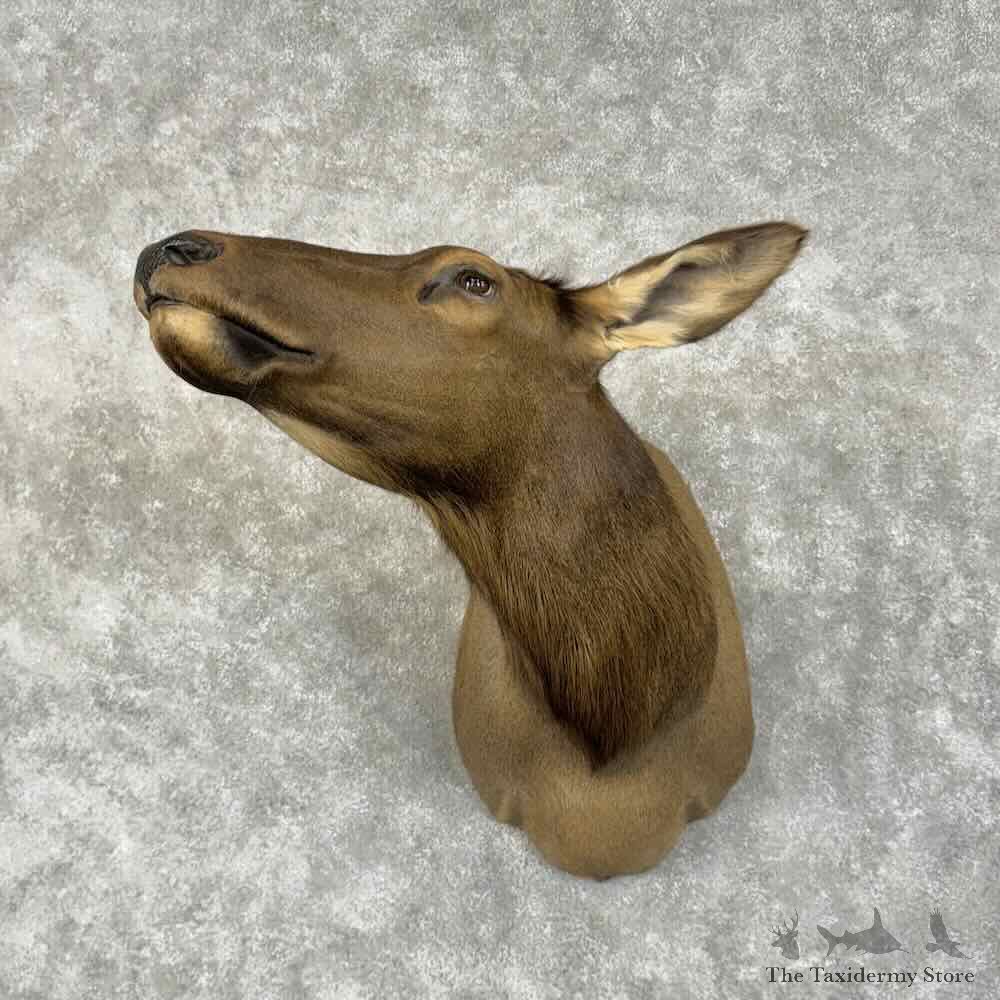 Rocky Mountain Cow Elk Shoulder Mount For Sale #30660 @ The Taxidermy Store